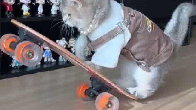 悄悄变强，惊艳喵圈