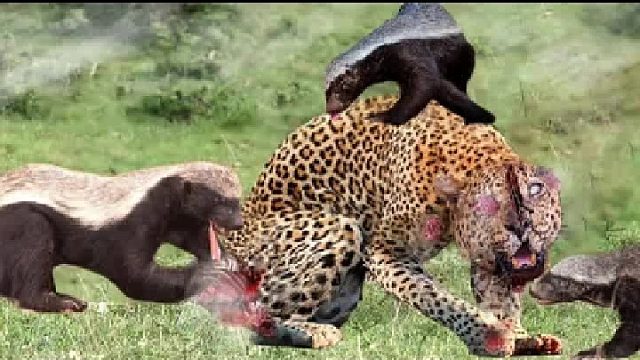 豹子敢于刺向愤怒的蜜獾，结果惨不忍睹，野生动物攻击!