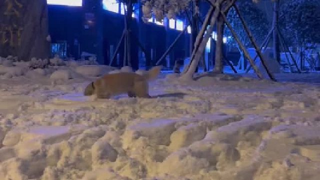 第一次见雪的南方小狗