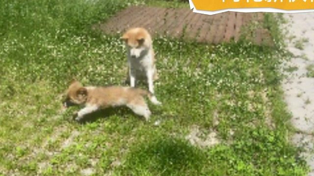 房车流浪生活日常，狗子阿花很怕热