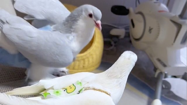 两只鸽子天天斗，非得惹事才罢休