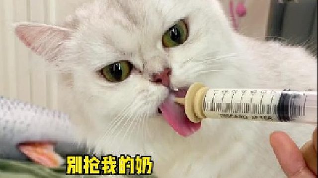 猫妈妈：谁还不是个宝宝了！