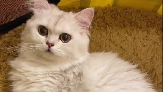 猫妈妈有多爱自己的宝宝？