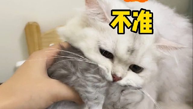 我家小黑猫居然掉色了！它该不会是一只白猫吧？
