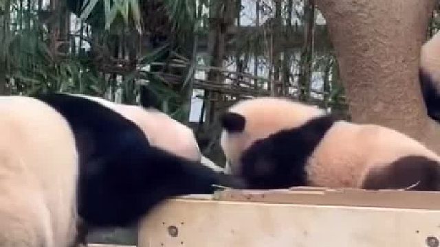 爱宝从睿宝嘴里抢胡萝卜