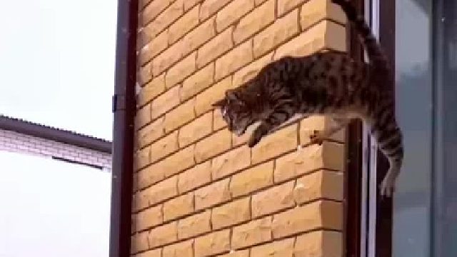 猫咪第一次遇到雪