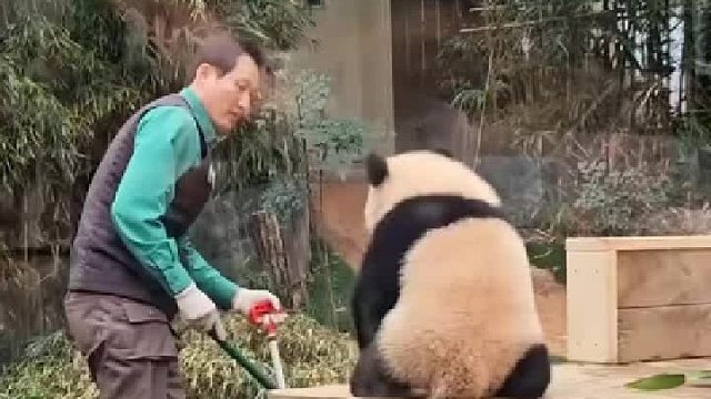 每天上班都活力四射的小团子，把宋爷爷都逗笑了