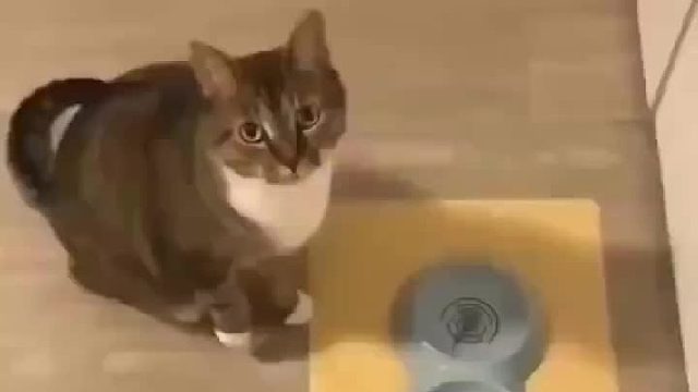 我，饿，饭，你，懂？