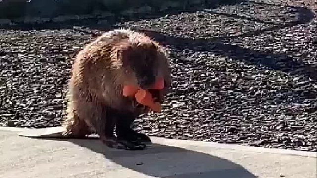 熊本县农场公园的河狸捧着食物回家，像极了自助餐拿太多的我