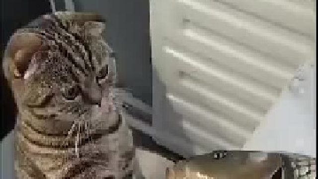 这才是真正的：心有鱼而力不足，太难了！！！