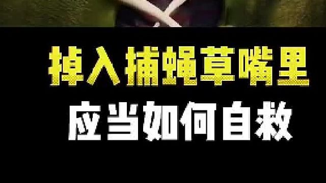 掉入捕蝇草嘴里的后果会是什么？