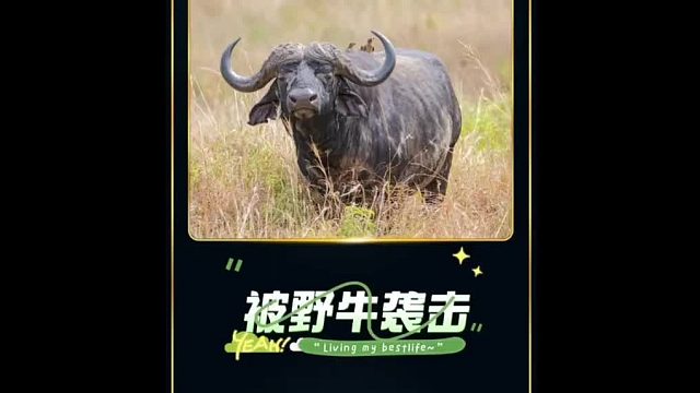 被野牛襲擊的后果是什么？