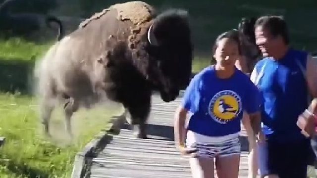 野牛向你袭击时，应该怎么办？