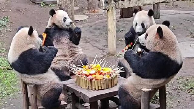 大四喜今天吃钵钵鸡了