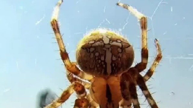 被蜘蛛咬到的后果会怎么样？该如何处理？