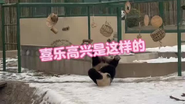 喜乐不光拿捏冯奶爸，也会逗奶爸开心