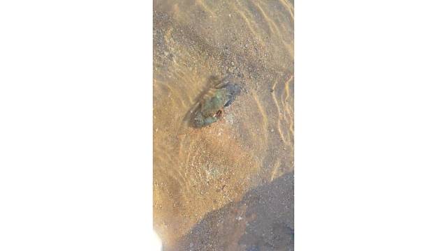 这片海域，发现好多螃蟹