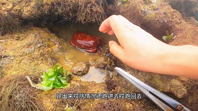 螃蟹又跑进洞里，实在太难找了