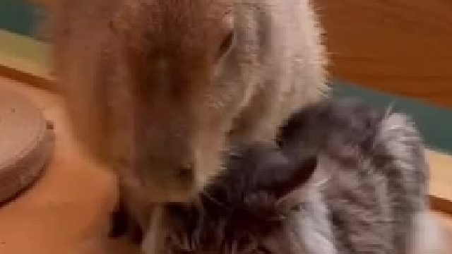 我发布了一个新视频，快来围观吧！