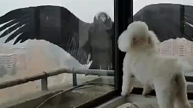 非洲大叔从捕猎者手中救下秃鹫，秃鹫懂得感恩经常回来看望大叔