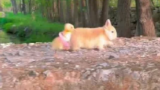 兔兔和它的好朋友鸭鸭宝宝的大冒险