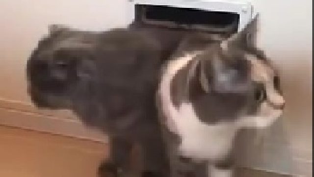 不懂就问，这个洞洞哪里可以买到啊？无限猫猫，好黑科技啊！！！