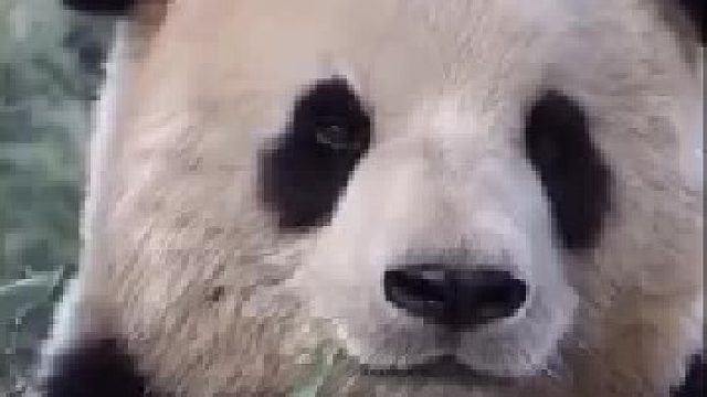 给熊猫照个相，也太调皮了