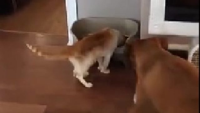 看到猫咪又在偷吃自己的饭，但狗子还是保持着最大的体面和克制……