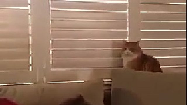 喵：“这家里到底你说了算还是我说了算啊