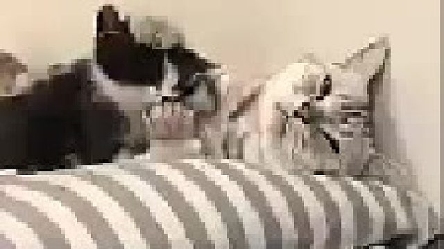 喵：妈妈，以后收养猫之前能不能先跟我商量下