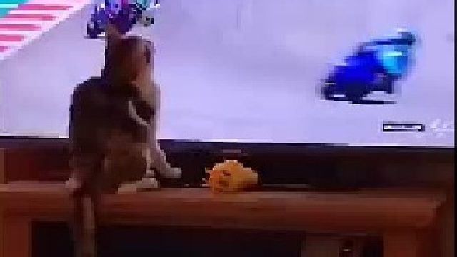 喵星人：这下你知道我的厉害了吧