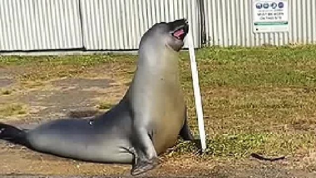 澳大利亚的一个小镇上突然跑出来一只海豹