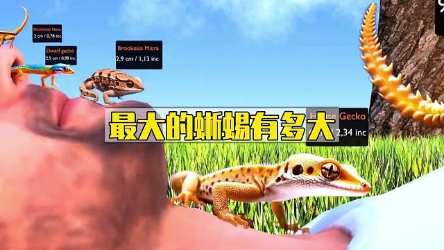 最大的蜥蜴有多大？