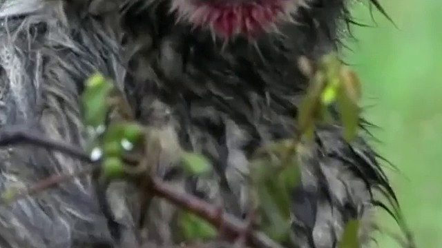 湿漉漉，血呼呼的猎豹