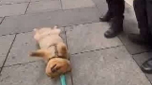 躺在地上耍赖不走的小狗，直到警察叔叔过来“威胁”说，要给它“开罚单”才肯起来