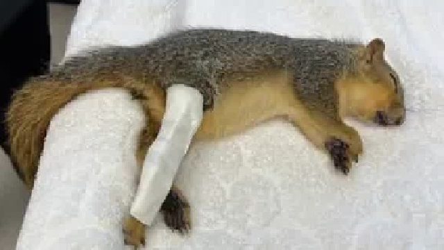 一只小松鼠骨折被好心网友救治，没想到它给网友带来意外惊喜