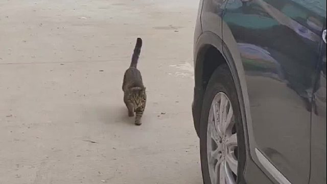 在大街上碰到我妈和我家老狸猫，这老狸猫竟然假装不认识我，我俩都认识15年了