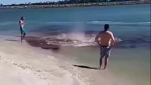 侏儒抹香鲸吐出大量肠液以求逃跑