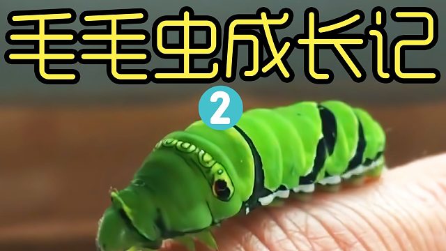菜园里发现的毛毛虫，带回家饲养，最后却变成了扑棱蛾子
