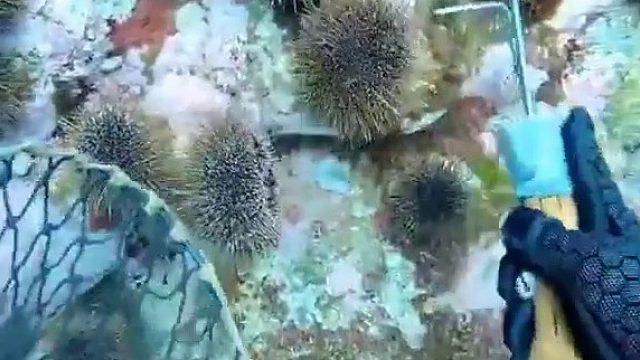 抓海胆像捡板栗一样