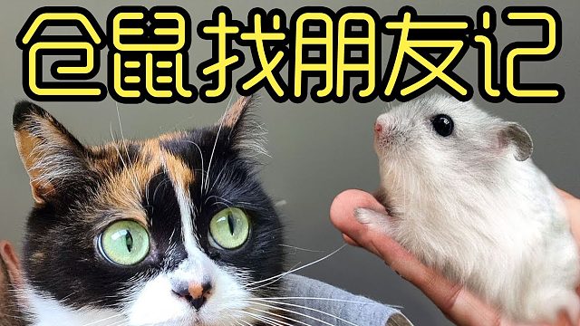 仓鼠成长记4 从两只仓鼠嘴里救出一只猫
