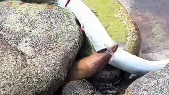 嘴巴像剪刀一样