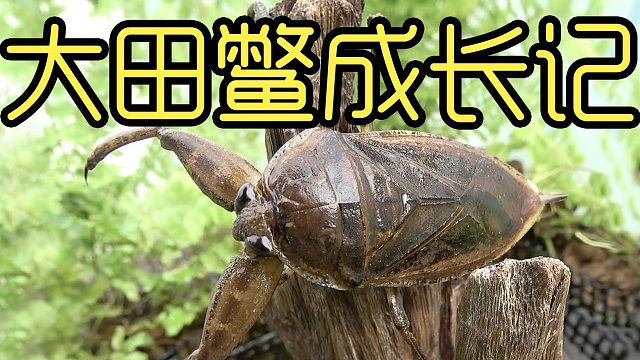 水下猛虫的另一面居然是个好男人