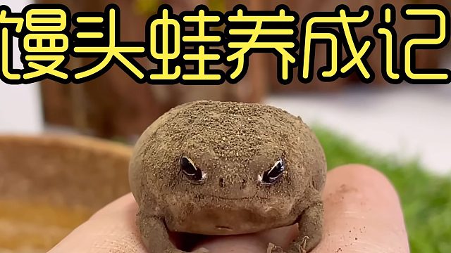 沉浸式养馒头蛙，培养馒头蛙的运动细胞