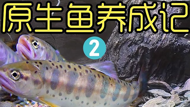 沉浸式养原生鱼2，尝试各种昆虫喂原生鱼