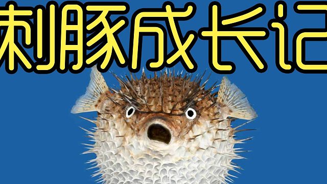 当豪猪遇上大花蟹会成为好朋友吗