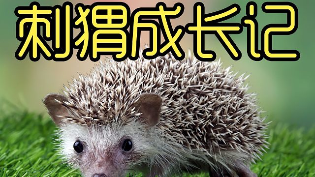 当把小刺猬和仓鼠一起相处，最终会有结果吗？