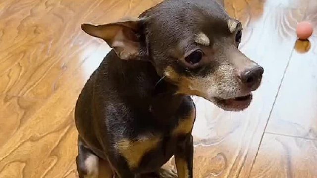 又一次被嫌弃的小弟