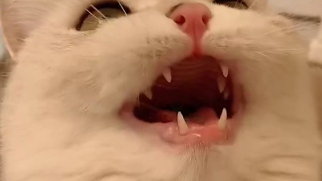 猫叫的打开方式：嗨害嗨