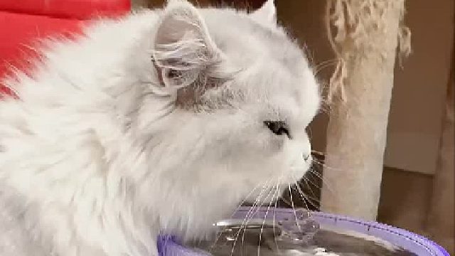 猫咪的侧颜有多美